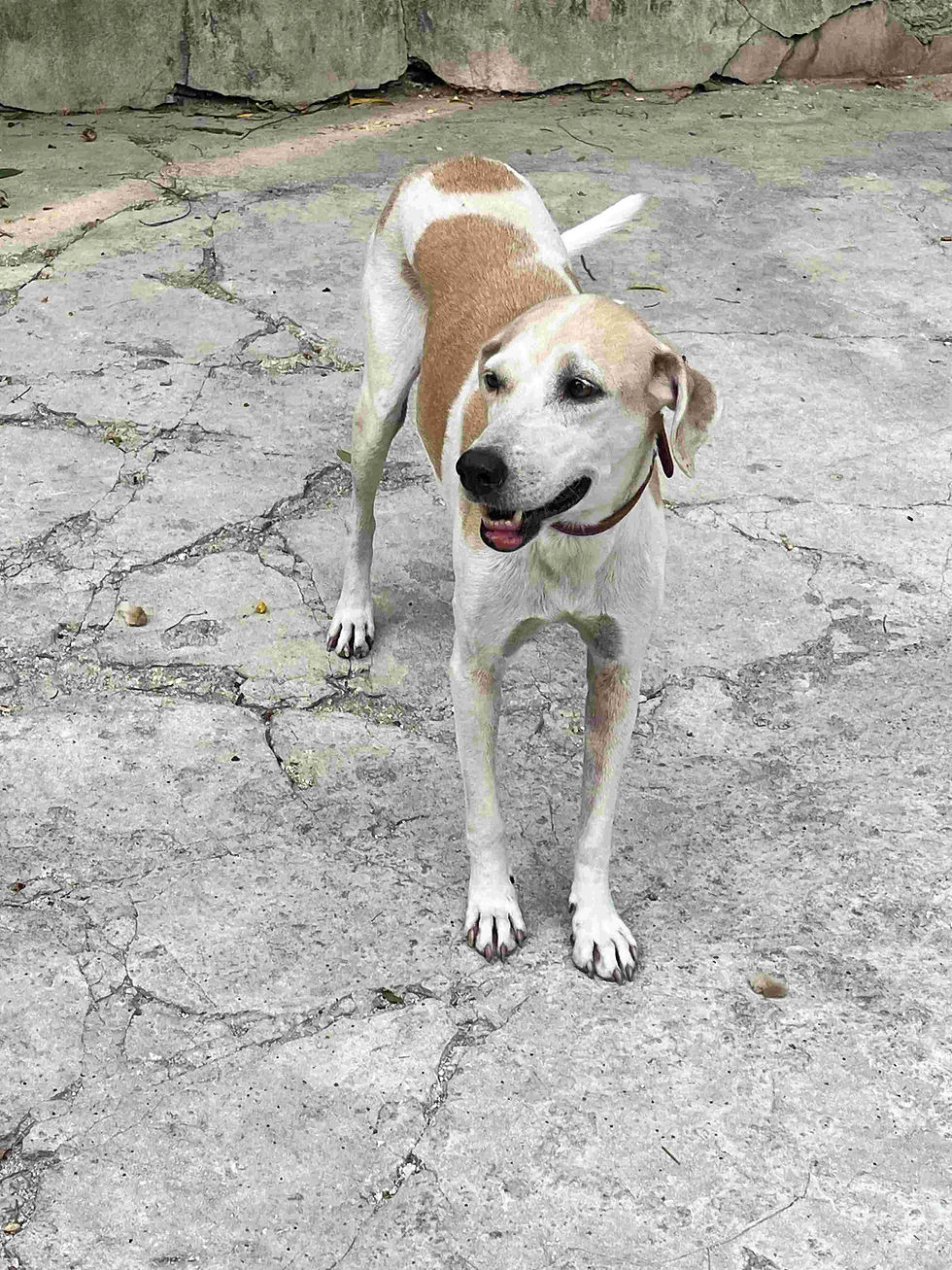 Happy tan-and-white dog standing on concrete floor at the FAV Haiti shelter.