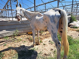 A white emaciated horse who is also blind is now at the Starting Over Sanctuary in Israel.