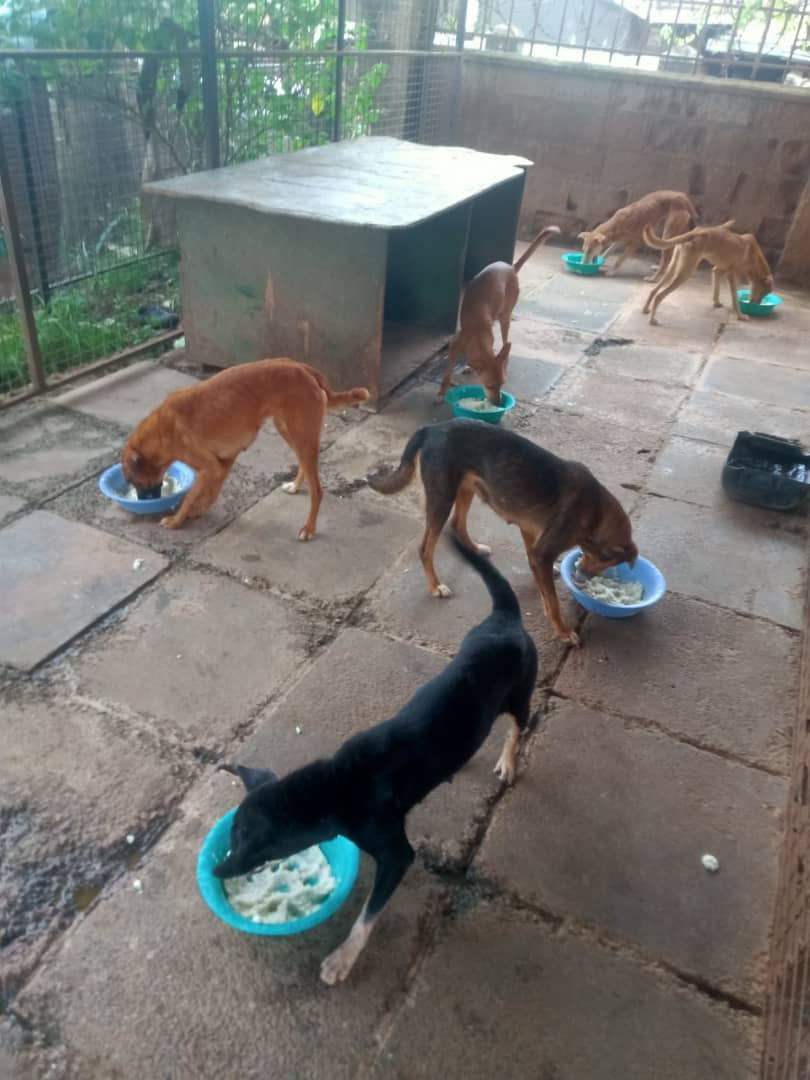 Dogs get full bowls of food thanks to the AKI Pet Food Fund