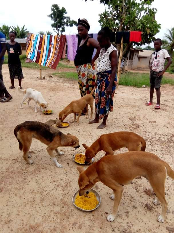 feeding comunity dogs