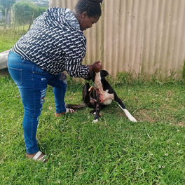 Woman lifting the head of a black and white dog revealing a neck wound in South Africa. 
