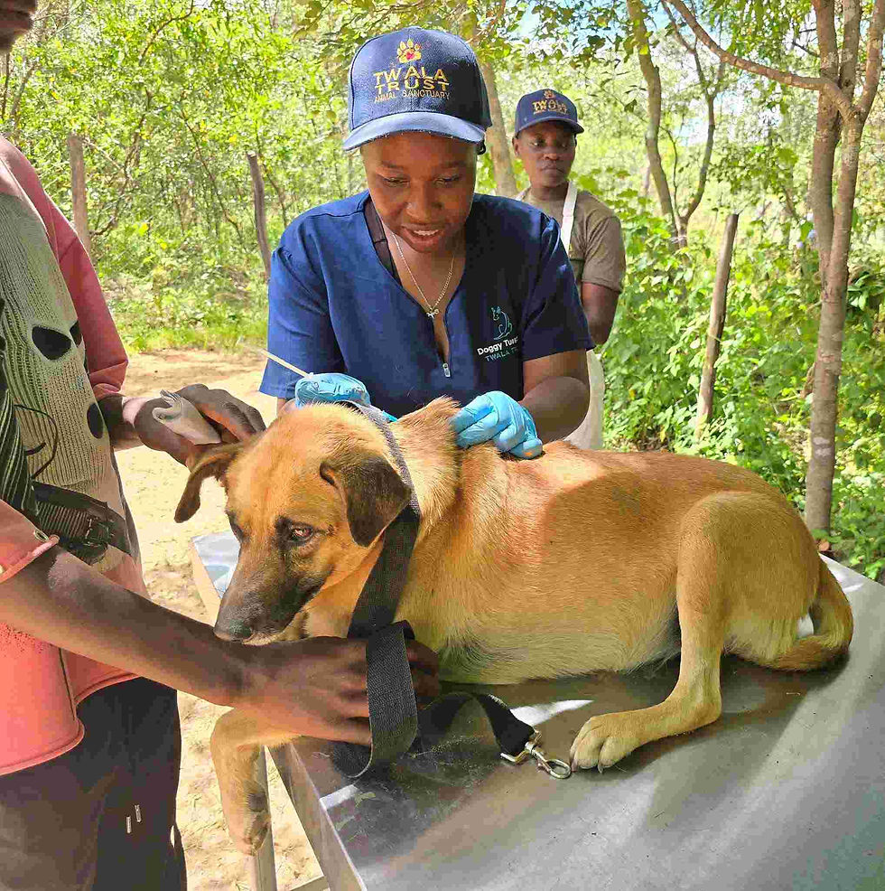 A person in blue uniform and surgical gloves vaccinates a brown dog on a metal table at the sanctuary in Zimbabwe.