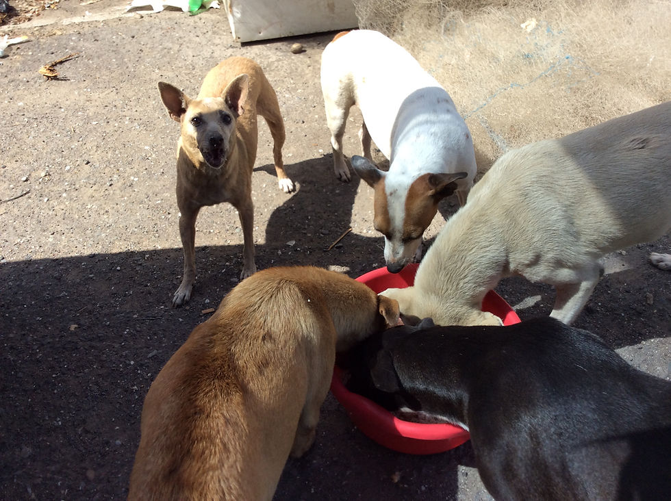 Some of the downtown dogs that KCAW feeds