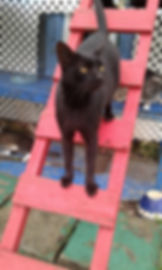 Akhbar, rescued from a carpark