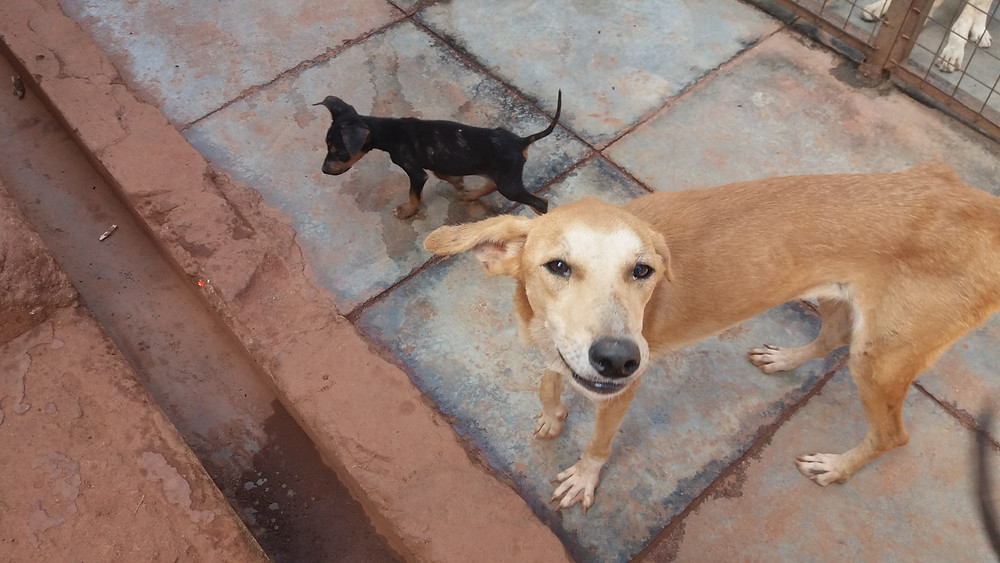 USPCA happy dog and puppy
