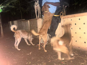 A man leaning against a wooden dog crate and surrounded by five dogs at night in Uganda.