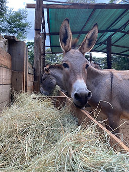 A rescued donkey eating hay under a shelter in Kenya.