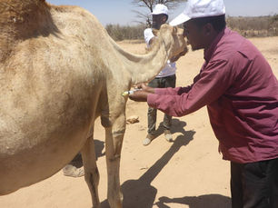 SAWS-Somaliland's Mobile Vet Clinic reaches donkeys, camels, cows, and calves