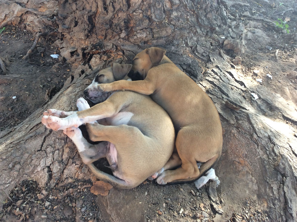2 puppies live at a school