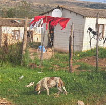 A dog in front of a house in Vukani, a low income settlement in South Africa.