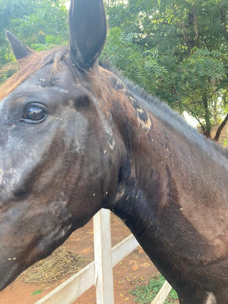 horse