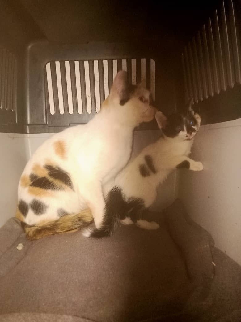 2 rescued kitties
