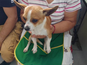 Helping Hands for Hounds of Honduras: April 2023 Update