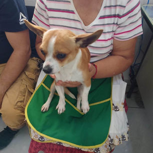 Helping Hands for Hounds of Honduras: April 2023 Update