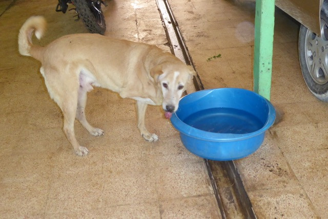 Petra, a three-legged rescue dog