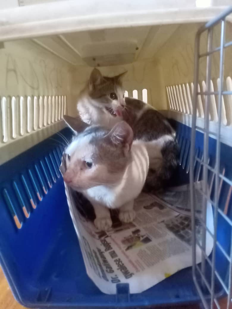 rescued kitties