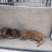 Lazawo - Tanzania: rescue, shelter, spay-neuter, re-home