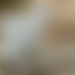 A white and orange cat looking curious and intent and standing on a slab of concrete in South Sudan.