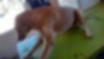 Dog on green exam table receiving emergency veterinary care in Namibia in Africa.