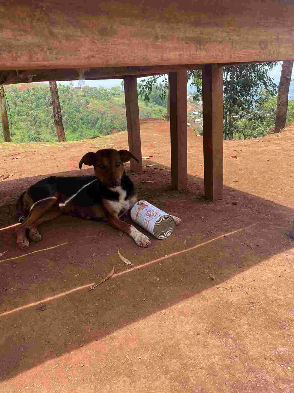 Dog resting on dirt ground under a wooden structure with a tin can between his front legs in the Democratic Republic of Congo.