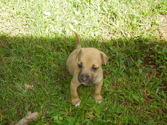 Pup rescued from a smoldering tire