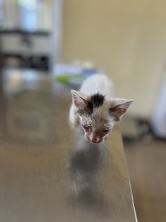 A white with gray kitten on a vet examining table in Tanzania.