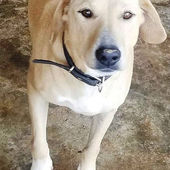 Sauvons nos Animaux-DR Congo: December 2022 Update