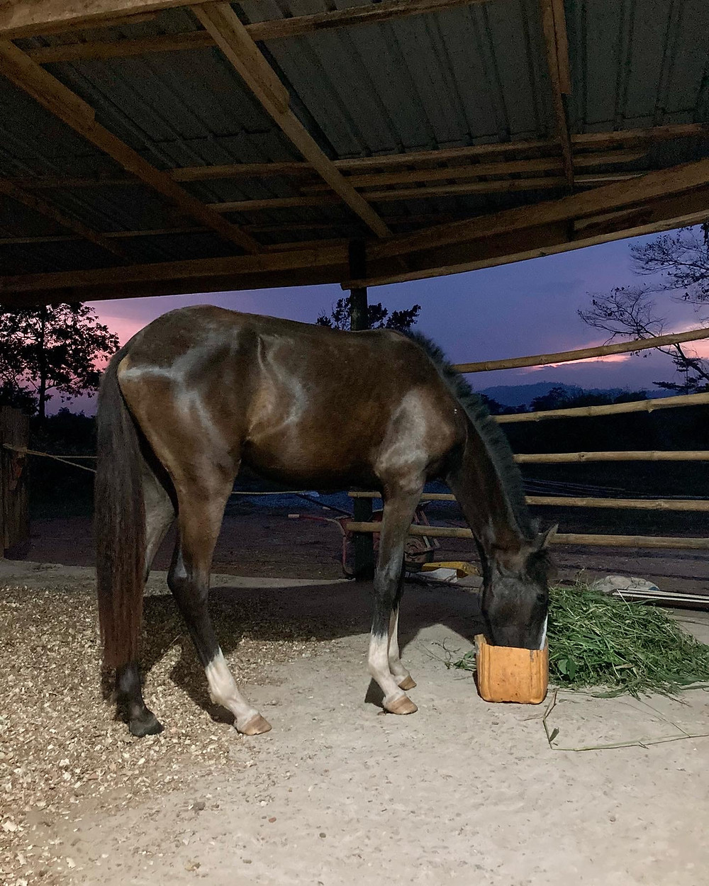 horse