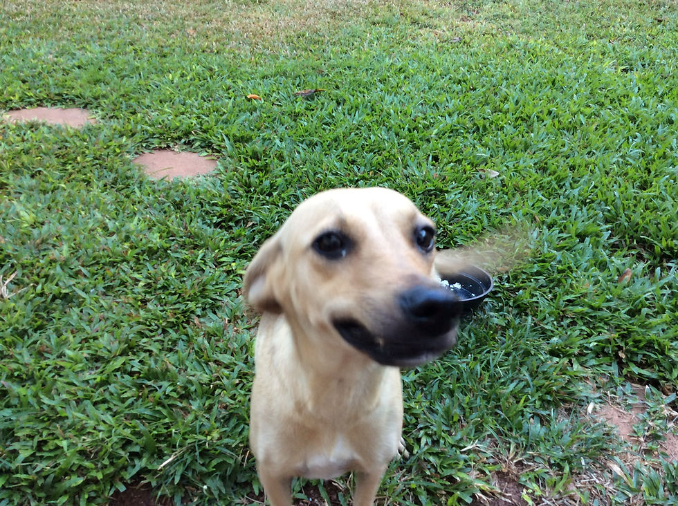 Kennel smiling for the camera