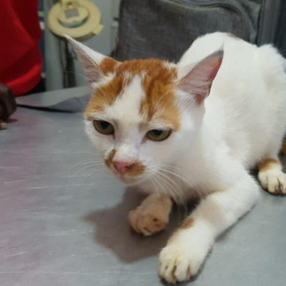 A white cat with gold stripes on her face with a hand holding her at back with a sterile glove on in Uganda.