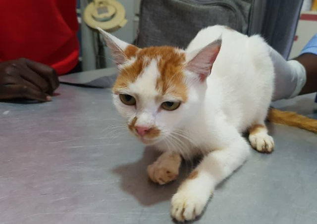 A white cat with gold stripes on her face with a hand holding her at back with a sterile glove on in Uganda. 