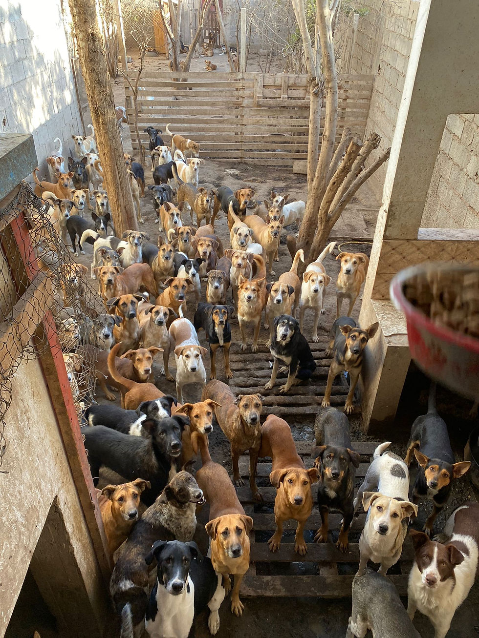 Many dogs waiting for food at our animal rescue and proection grantee's shelter in Morocco in Africa.