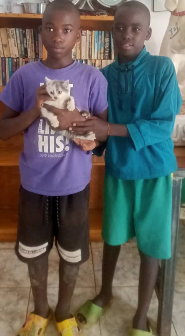 stray kitty now safe