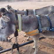 Together with Tikobane Trust-Zimbabwe, a success for donkeys