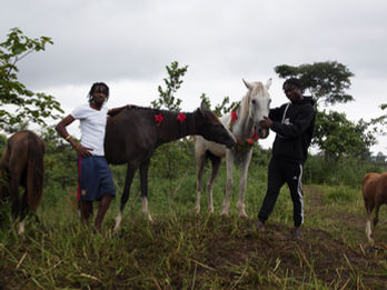 Rescued horses in Ghana Africa with their handlers.