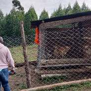 Two men inspect a wooden pen with three dogs in it sitting behind a chain link fence in Uganda. 