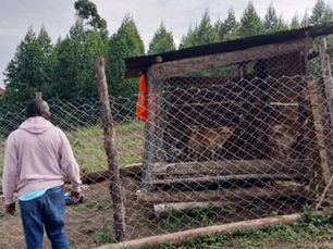 Two men inspect a wooden pen with three dogs in it sitting behind a chain link fence in Uganda. 