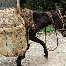 A mule with a sack on his back gingerly walking along a rocky road in Haiti.
