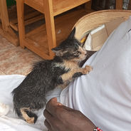 The AKI-Uganda SPCA Pet Food Fund: Feeding the Hungry