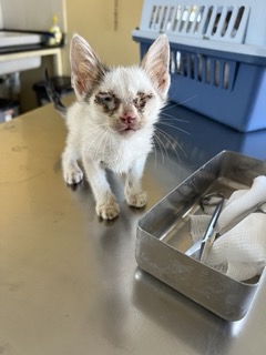 A white kitten with bad eyes that look infected sitting on a vet examining table in Tanzania.