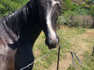 Blind Love-Our grant is protecting horses & donkeys