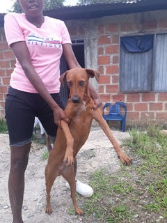 Person in a pink shirt and black shorts holding a brown dog upright in front of a brick house in Colombia.