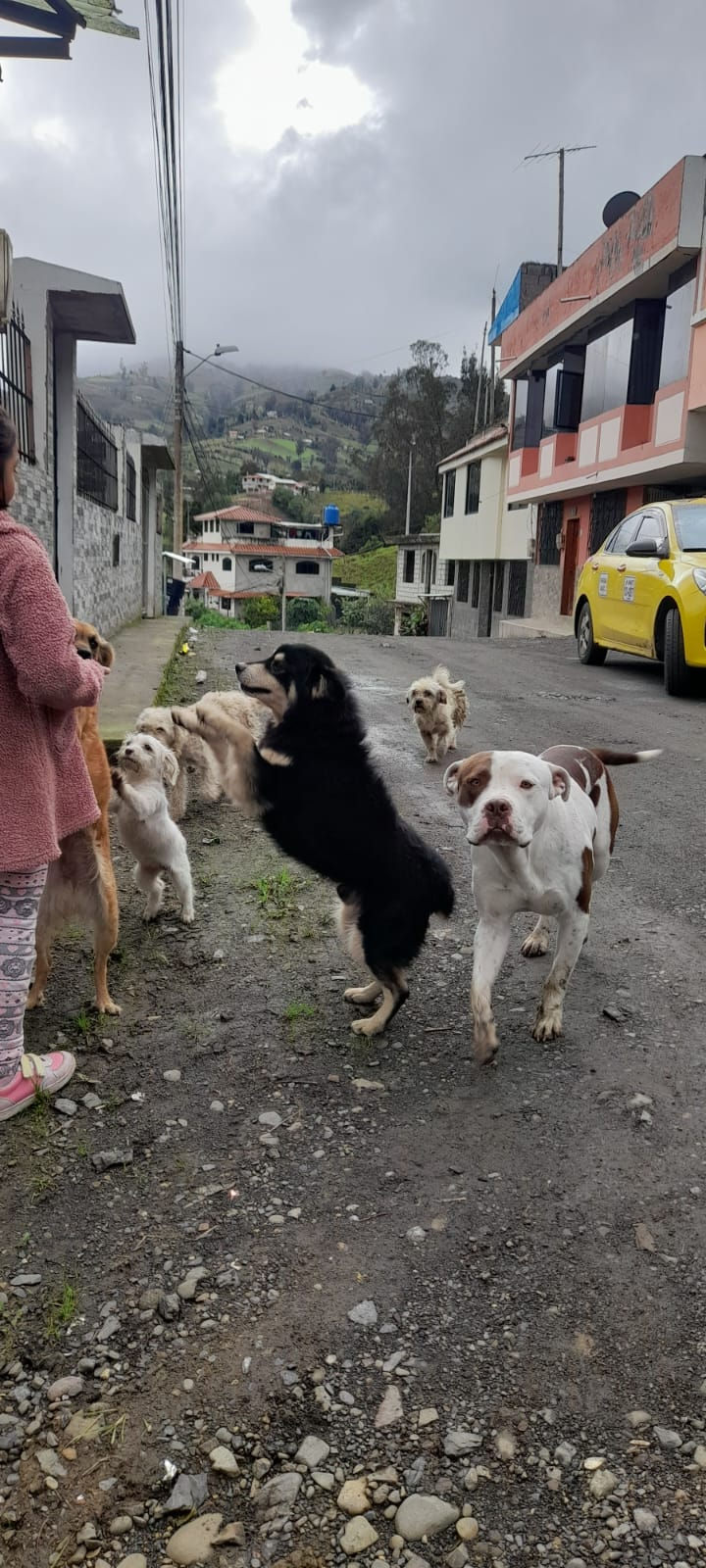 A group of dogs eagerly interacts with a person on a street with colorful houses and mountains and clouds in the background in Ecuador.