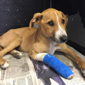 Mdzananda Animal Clinic: Grant Progress Report 1
