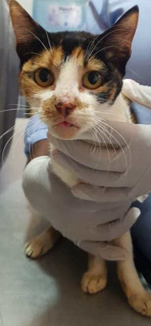 A white cat with a calico face held by 2 hands with sterile gloves in Uganda. 