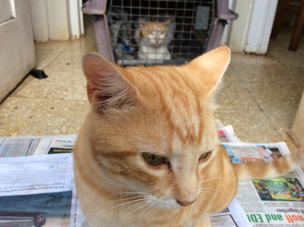 Mr. Honey, 1 of Deborah's cats, wanted to get in the picture too.