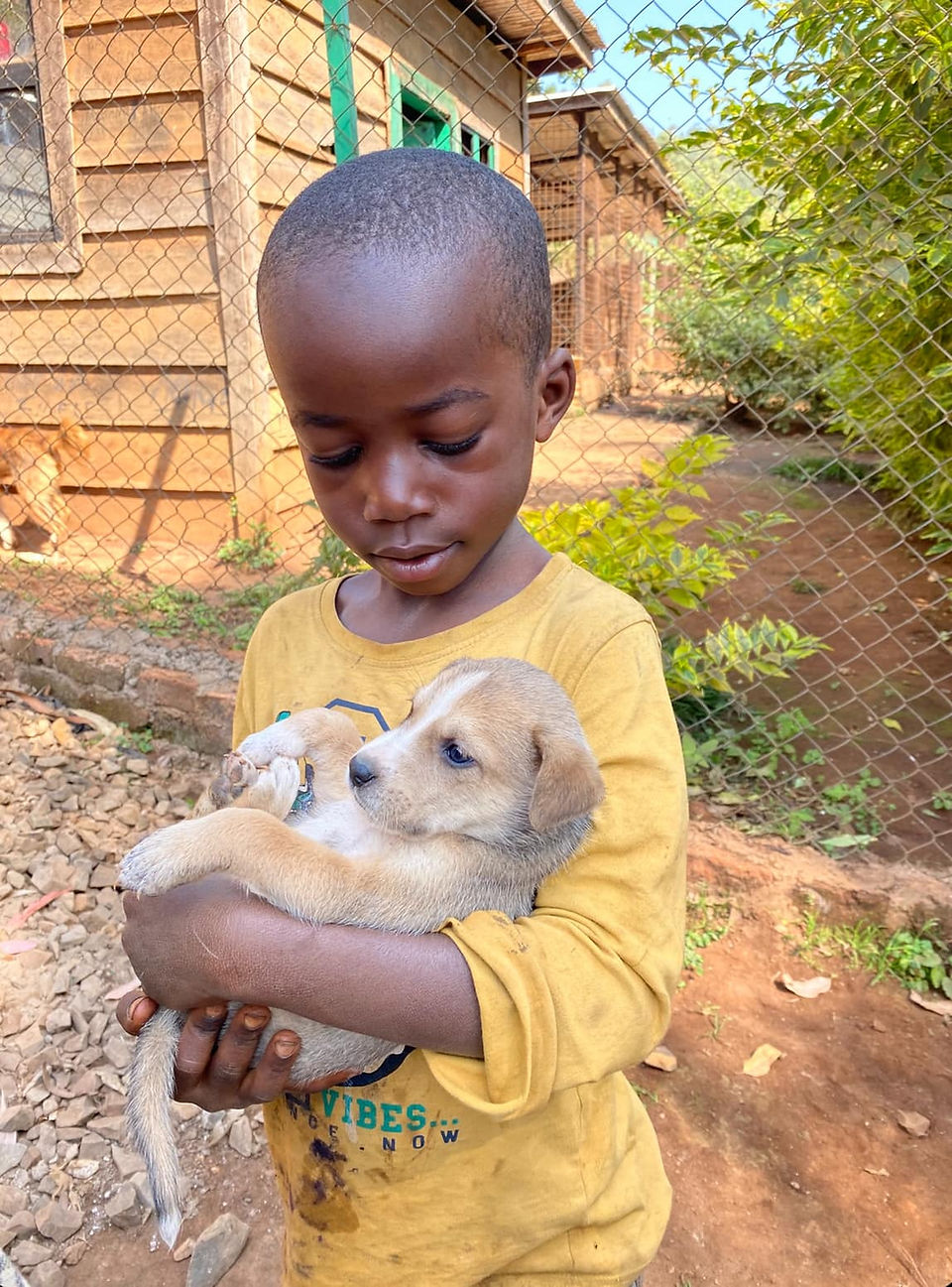 A boy gently holds a puppy in Congo.