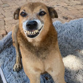 A brown dog baring his teeth in a big grin in Zimbabwe.