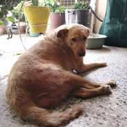 From Helping Hands for Hounds of Honduras-as they navigate through covid-19