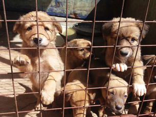 Alex Ochieng, Haven Manager, offers insights into animal sheltering & rescue in Uganda